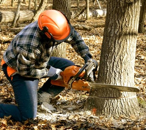 Tree Removal in Manchester, CT
